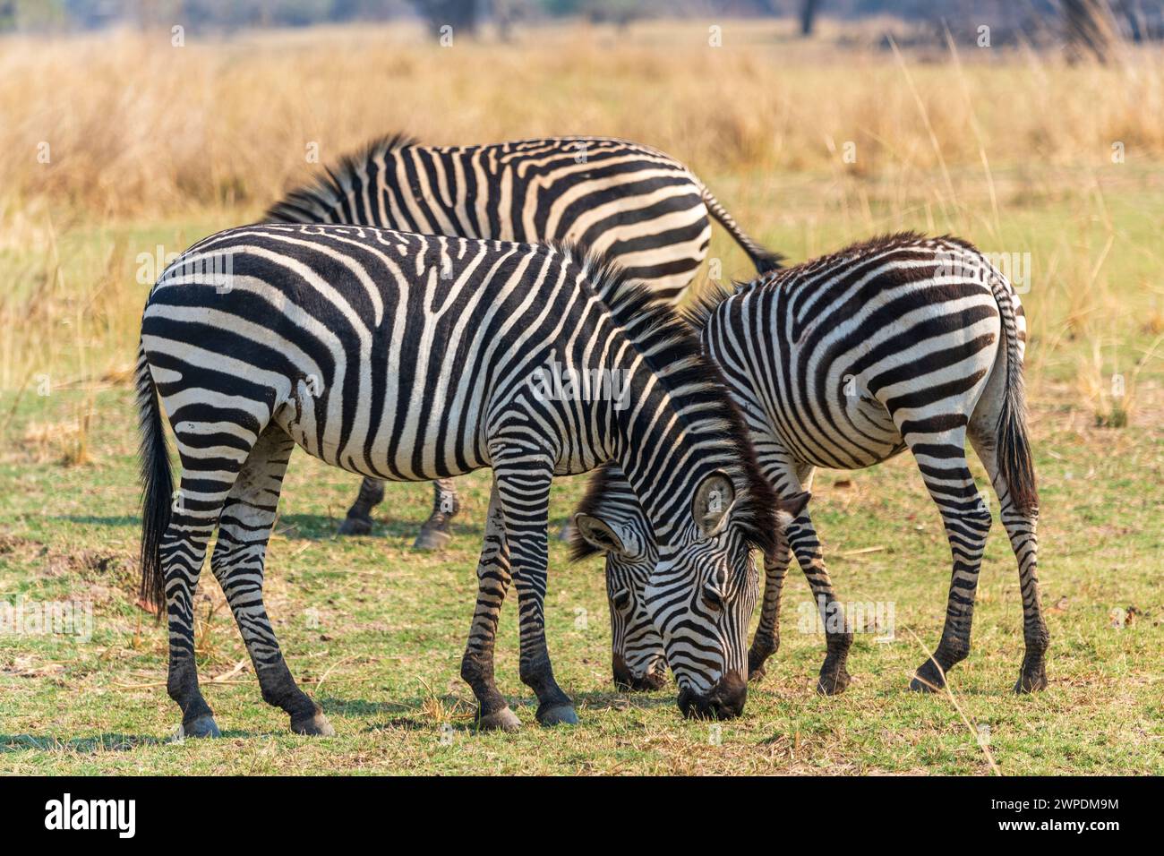 Ein atemberaubendes Zebras von Crawshay (Equus quagga crawshayi), das im South Luangwa National Park in Sambia im südlichen Afrika weidet Stockfoto