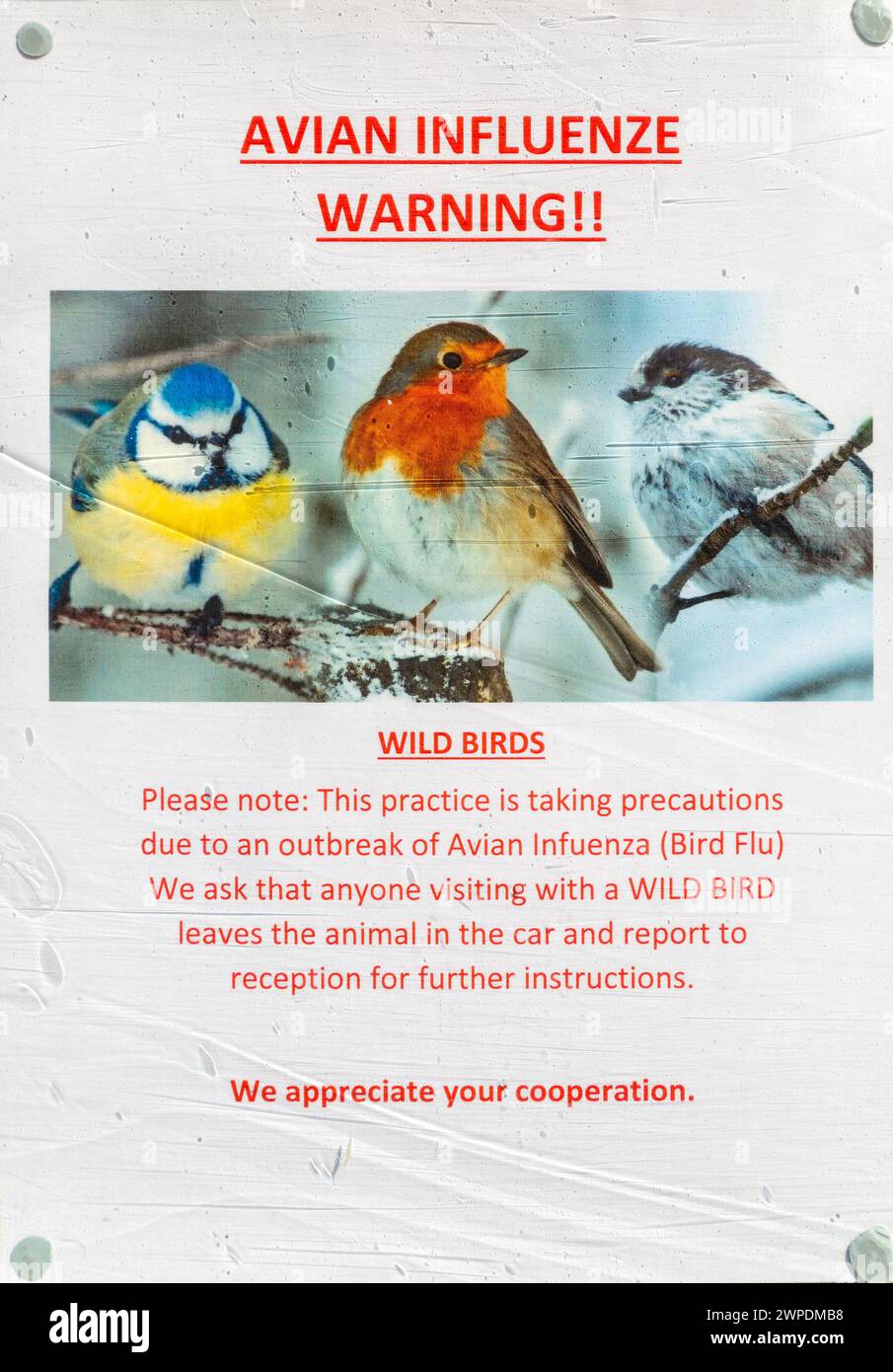 Poster Hinweis über Vogelgrippe Warnung, Suffolk, England, Großbritannien im Fenster der Veterinärpraxis Stockfoto