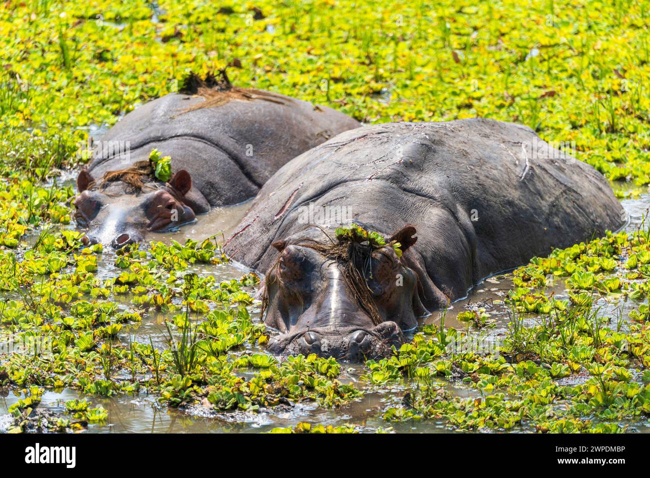 Zwei Flusspferde (Hippopotamus amphibius), die sich in einem Becken im South Luangwa National Park in Sambia, Südafrika, suhlen Stockfoto