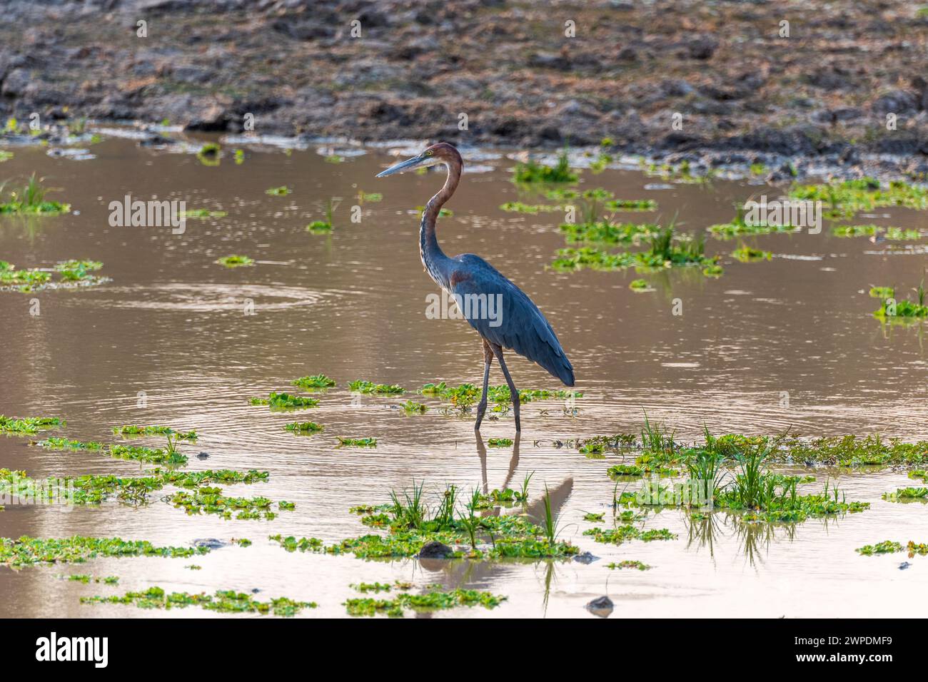 Ein goliath-Reiher (Ardea goliath) in einem Gewässer im South Luangwa National Park, Sambia, Südafrika Stockfoto
