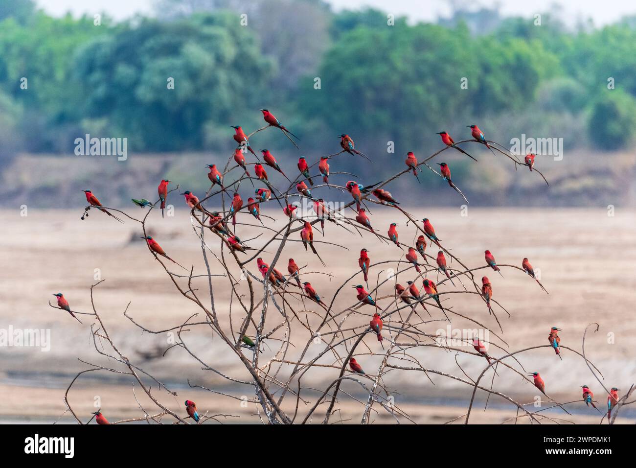 Eine Schar südlicher Karminbienenfresser (Merops nubicoides), die auf einem Baum im South Luangwa National Park in Sambia, Südafrika, thront Stockfoto
