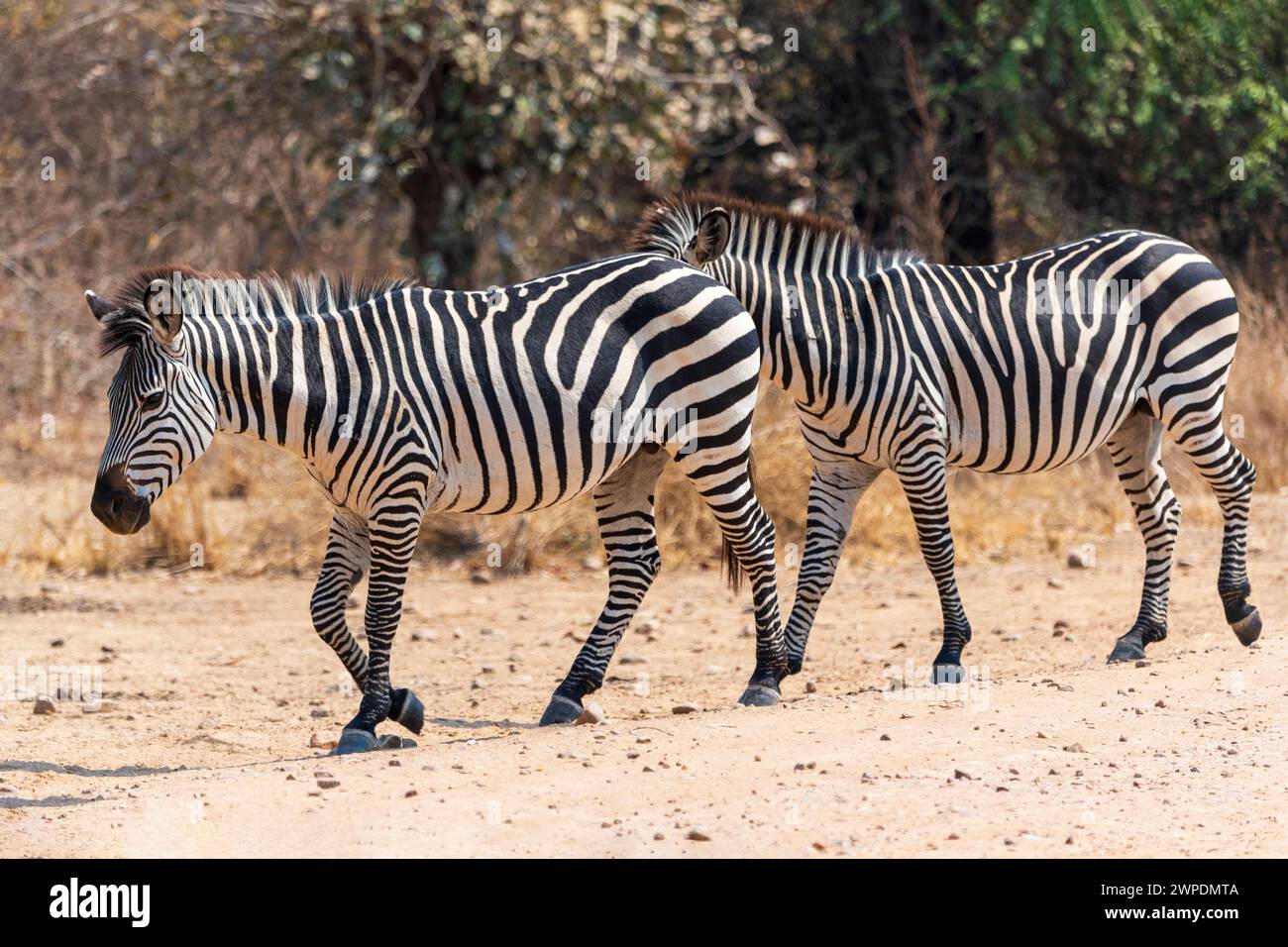 Zwei Crawshay's Zebras (Equus quagga crawshayi), die entlang der Strecke im South Luangwa National Park in Sambia, Südafrika, laufen Stockfoto