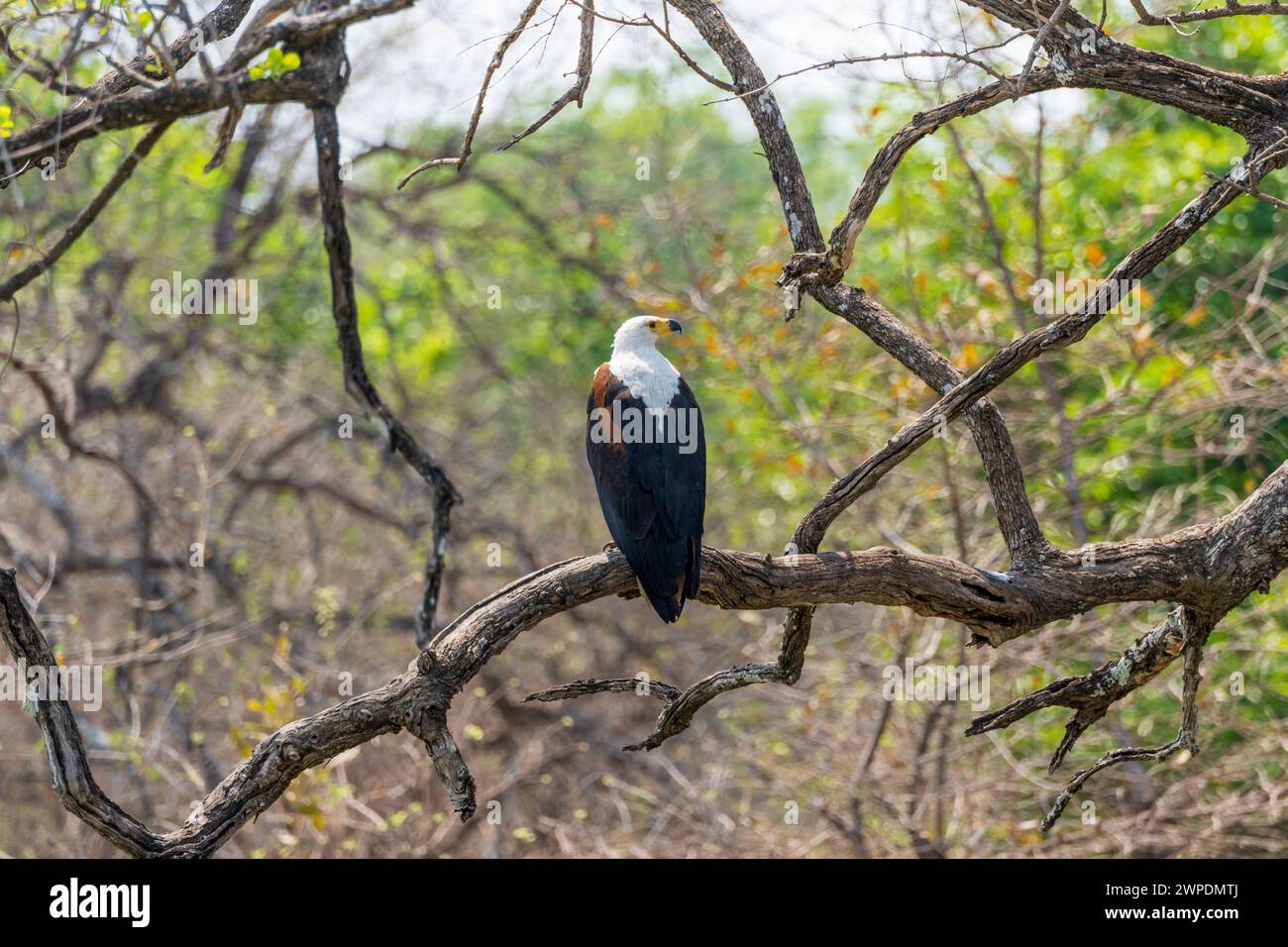 Afrikanischer Fischadler (Haliaeetus vocifer) sitzt auf einem Baumzweig im South Luangwa National Park in Sambia, Südafrika Stockfoto