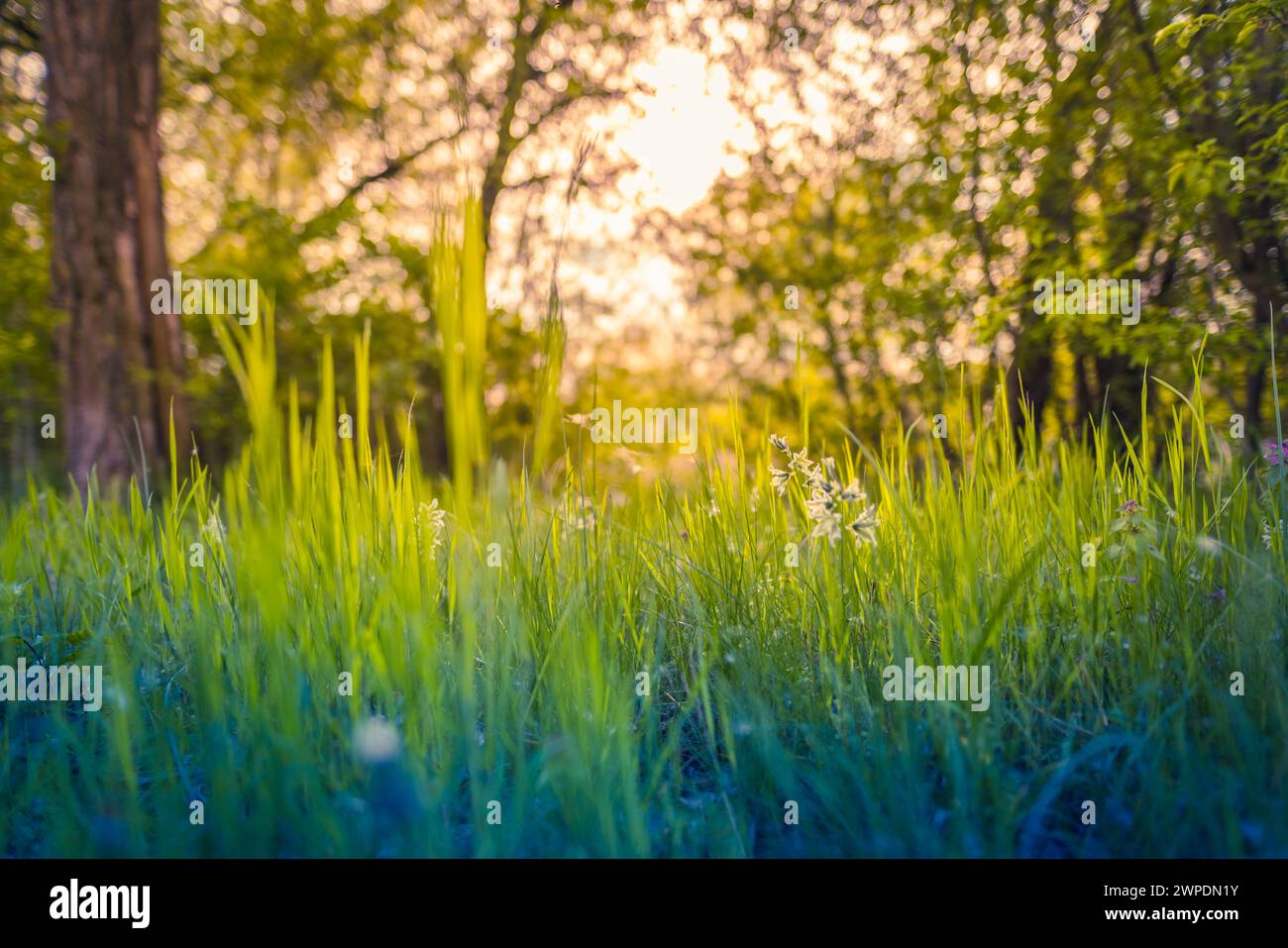 Schöne Nahaufnahme Ökologie Naturlandschaft mit Wiese. Abstrakter Grashintergrund. Stockfoto