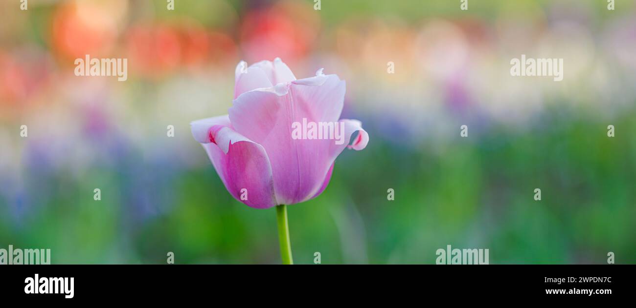 Schöne bunte Tulpe blüht im Tulpenfeld im Garten mit verschwommenem Sonnenuntergang Naturlandschafthintergrund. Sanftes Sonnenlicht romantische Liebe blühende Flora Stockfoto