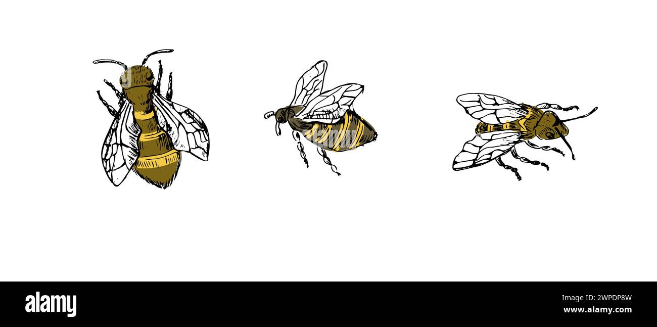 Honigbiene fliegende Skizze in Farbe. Vintage-Zeichnung, Kontur und Farbvektor. Vektorillustration kann für Poster, Karten, Banner und Etiketten verwendet werden. Retro s Stock Vektor