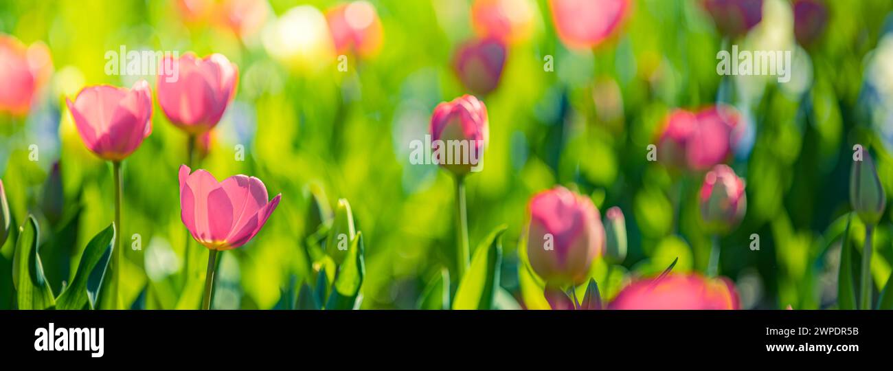 Nahaufnahme der Natur mit fantastischen roten rosa Tulpen, die im Garten blühen. Frühlingsblumen unter Sonnenlicht. Natürliche sonnige Blumenpflanzen Landschaft und Unschärfe Stockfoto