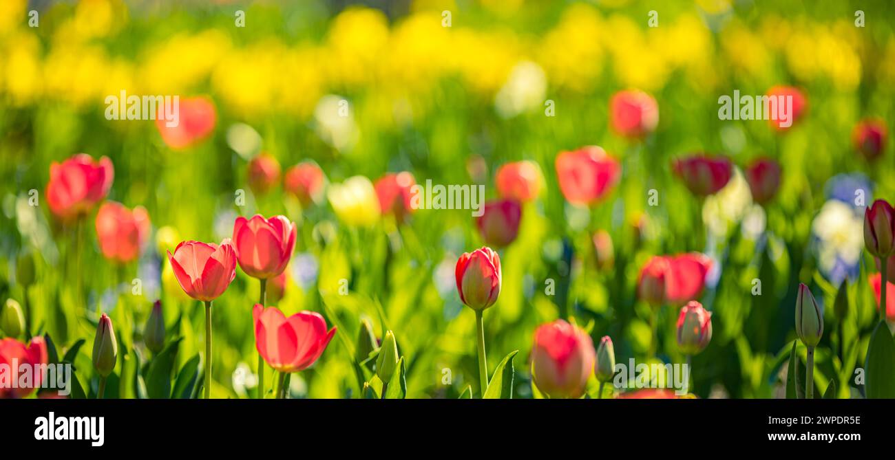 Nahaufnahme der Natur mit fantastischen roten rosa Tulpen, die im Garten blühen. Frühlingsblumen unter Sonnenlicht. Natürliche sonnige Blumenpflanzen Landschaft und Unschärfe Stockfoto
