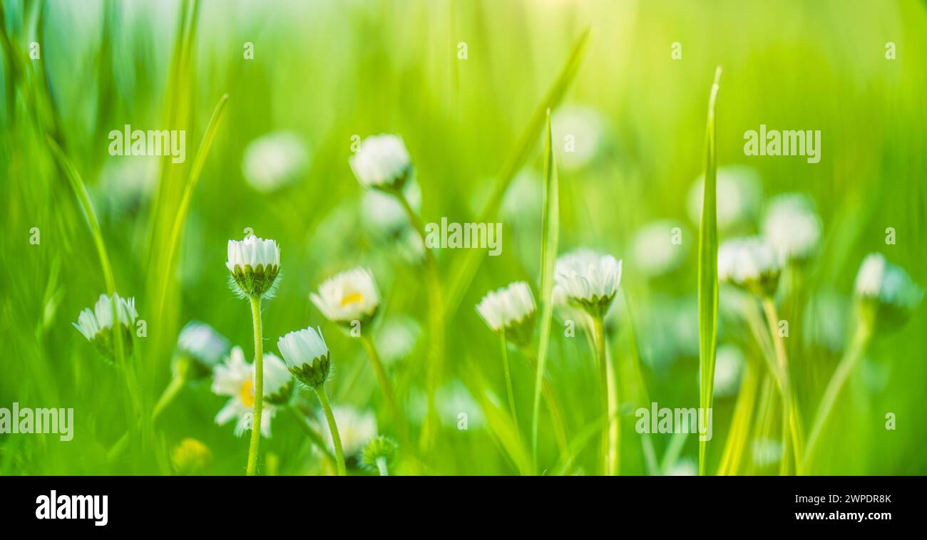 Schönes Feld von Gänseblümchen im Frühling. Verschwommene abstrakte Sommerwiese mit hellen Blüten Stockfoto