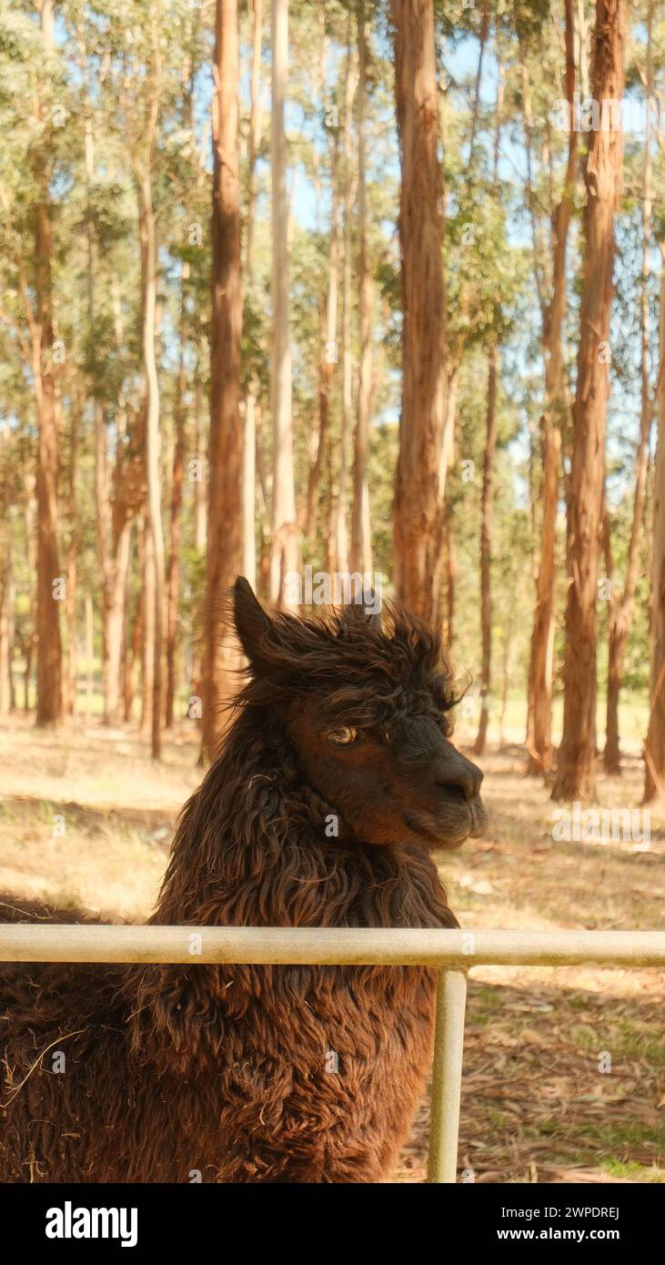 Ein Lama im Wald, hinter einem Zaun Stockfoto