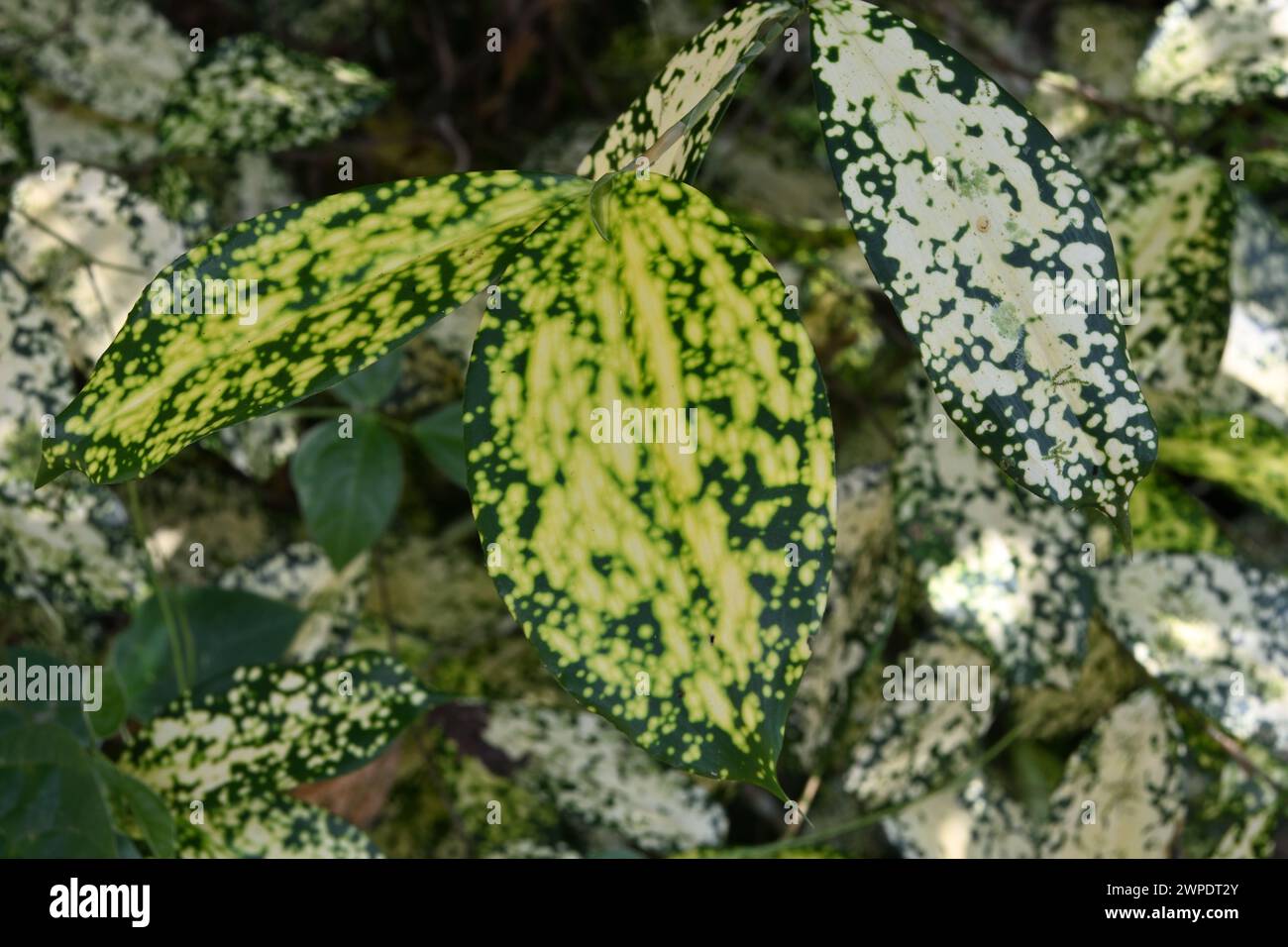 Entdeckt Drachenbaum / Dracaena Surculosa Stockfotografie - Alamy