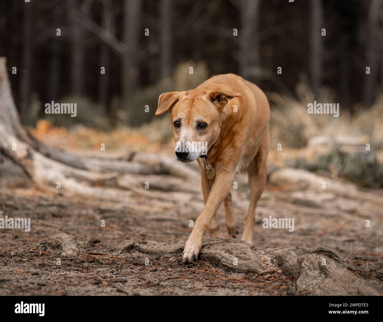 Ein hellbrauner Hund, der in einem bewaldeten Gebiet spaziert Stockfoto