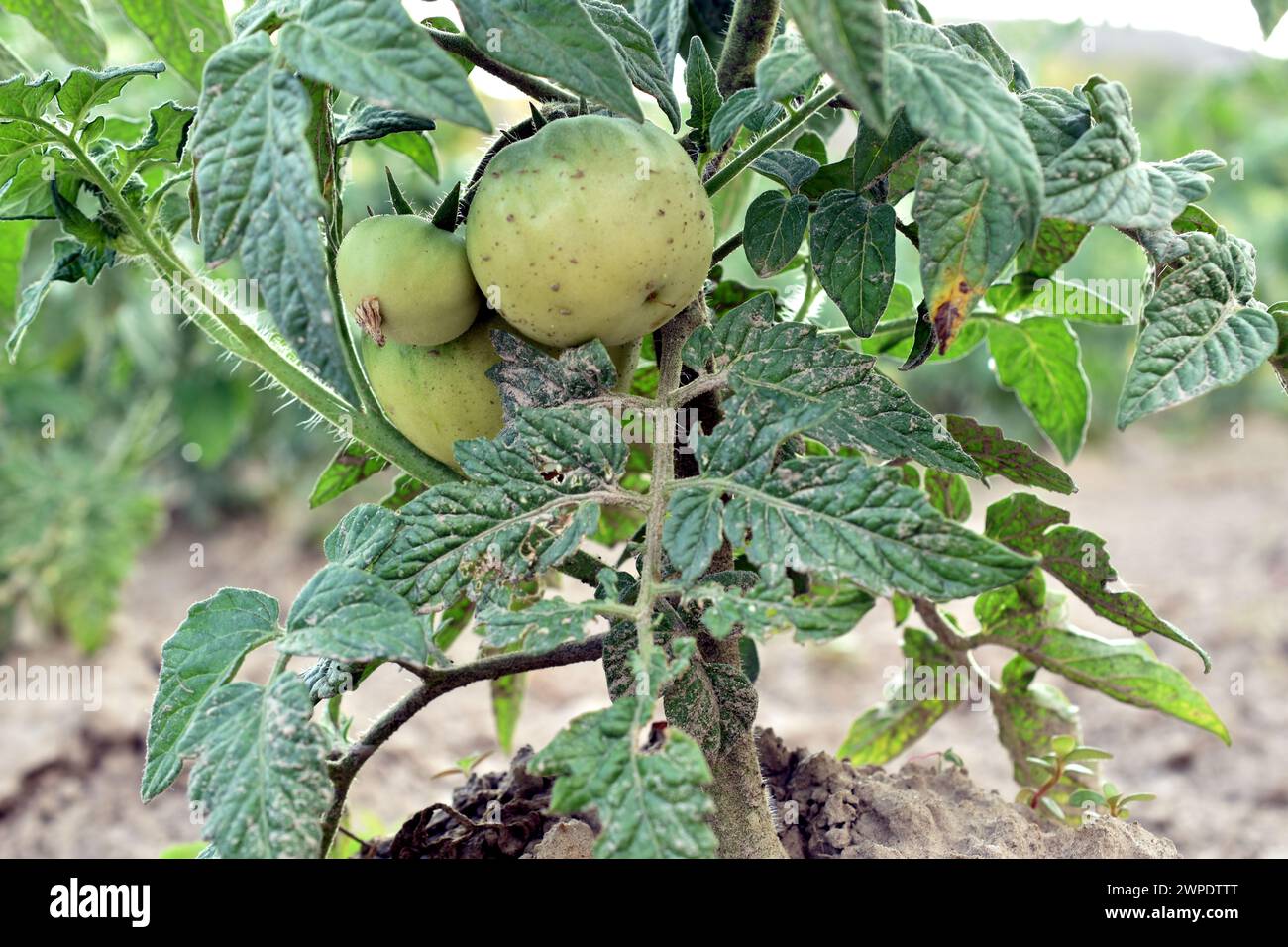 Ein Tomatenstrauch, an dessen Ästen sich grüne Tomaten gebildet haben. Der Busch wächst im Garten. Stockfoto