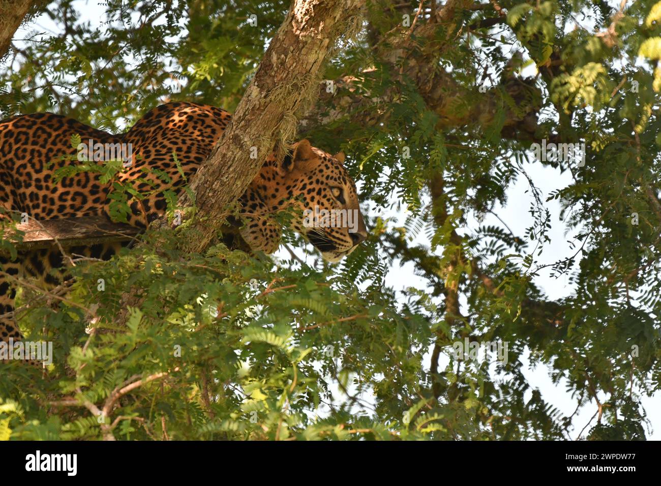 Leopard auf einem Baum im Kumana-Nationalpark, Sri Lanka Stockfoto