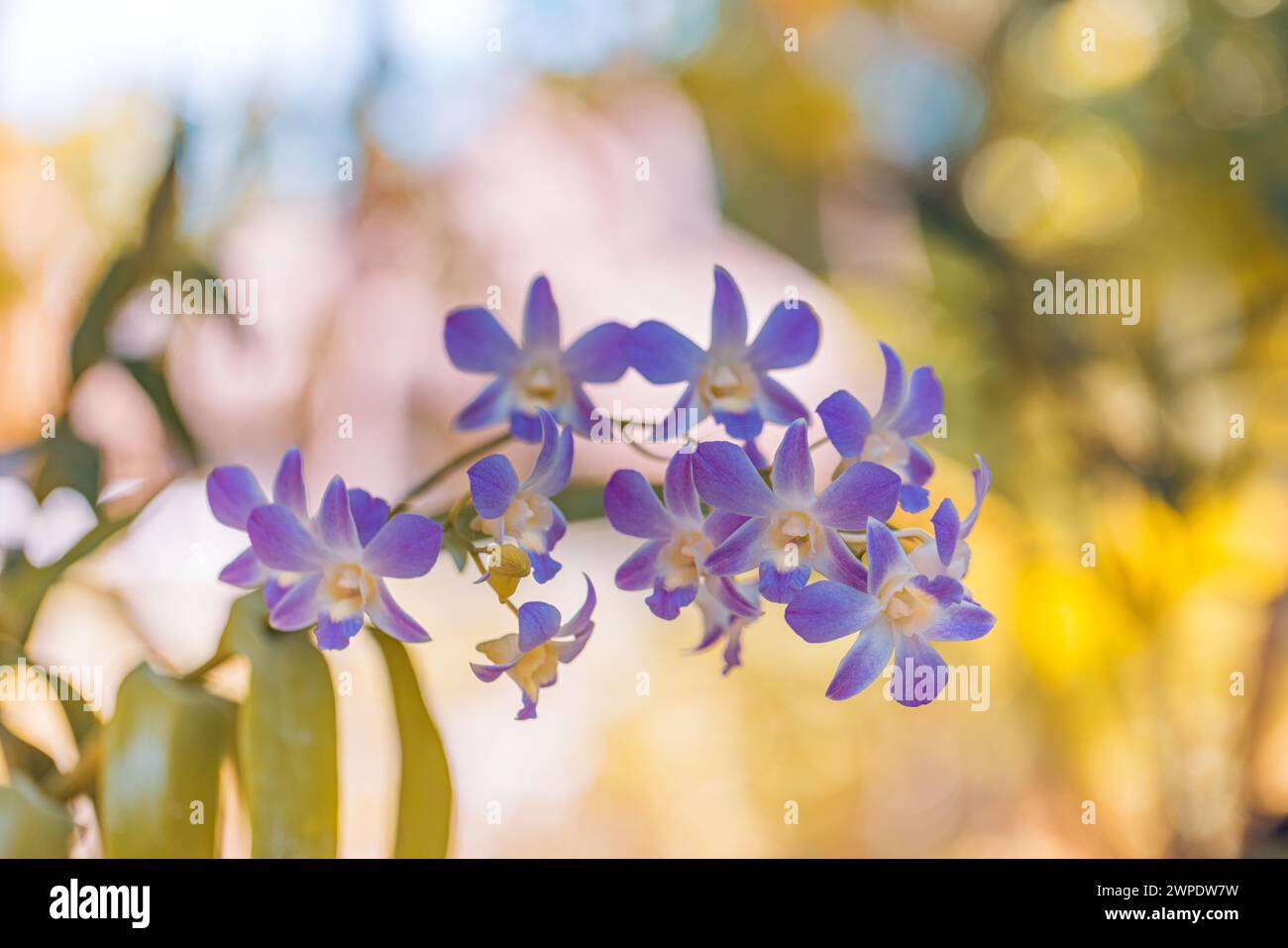 Wunderschöne Orchideenblume blüht im tropischen Garten. Lebendige Blumenblüten mit verschwommenem tropischem Park-Laub. Palmen exotische botanische Pflanzen Natur Stockfoto