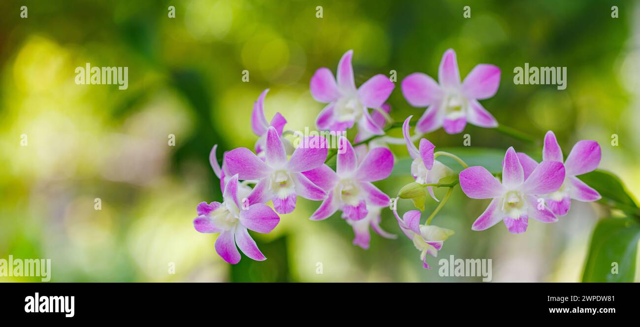 Wunderschöne Orchideenblume blüht im tropischen Garten. Lebendige Blumenblüten mit verschwommenem tropischem Park-Laub. Palmen exotische botanische Pflanzen Natur Stockfoto