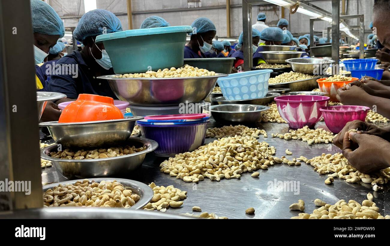 07. März 2024, Benin, Glo Djigbé: Cashewnüsse werden in einer Fabrik in der Sonderwirtschaftszone Glo-Djigbé (GDIZ) in der Nähe der Wirtschaftsmetropole Cotonou verarbeitet. Das Industriegebiet gilt als Vorzeigeprojekt zur Schaffung von Arbeitsplätzen bei der Verarbeitung lokaler Erzeugnisse wie Baumwolle und Cashewnüsse. Foto: Christina Peters/dpa-Zentralbild/dpa Stockfoto