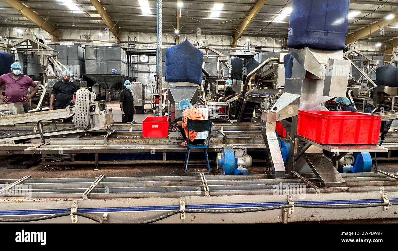 07. März 2024, Benin, Glo Djigbé: Cashewnüsse werden in einer Fabrik in der Sonderwirtschaftszone Glo-Djigbé (GDIZ) in der Nähe der Wirtschaftsmetropole Cotonou verarbeitet. Das Industriegebiet gilt als Vorzeigeprojekt zur Schaffung von Arbeitsplätzen bei der Verarbeitung lokaler Erzeugnisse wie Baumwolle und Cashewnüsse. Foto: Christina Peters/dpa-Zentralbild/dpa Stockfoto