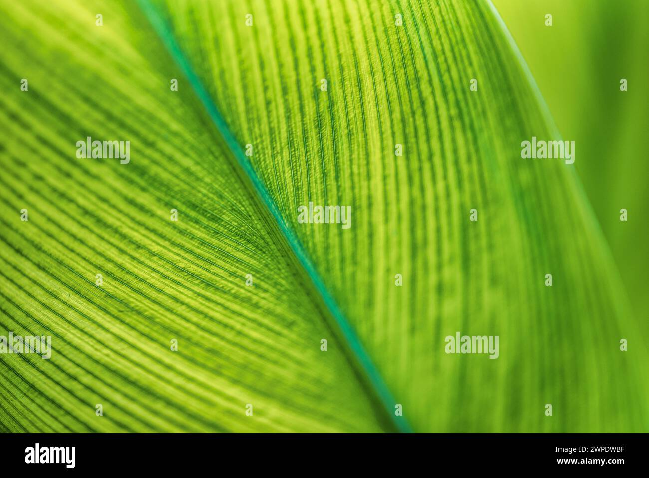 Palmblattextur natürliches tropisches grünes Blatt aus der Nähe. Abstraktes Palmblatt-Makro, helles frisches grünes Laub-Natur-Hintergrund. Ruhig exotisch Stockfoto