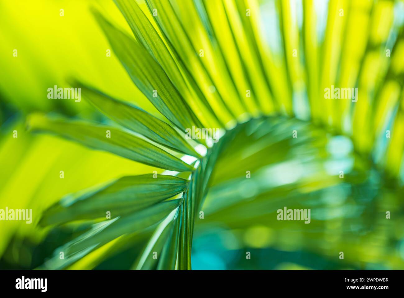 Palmblattextur natürliches tropisches grünes Blatt aus der Nähe. Abstraktes Palmblatt-Makro, helles frisches grünes Laub-Natur-Hintergrund. Ruhig exotisch Stockfoto