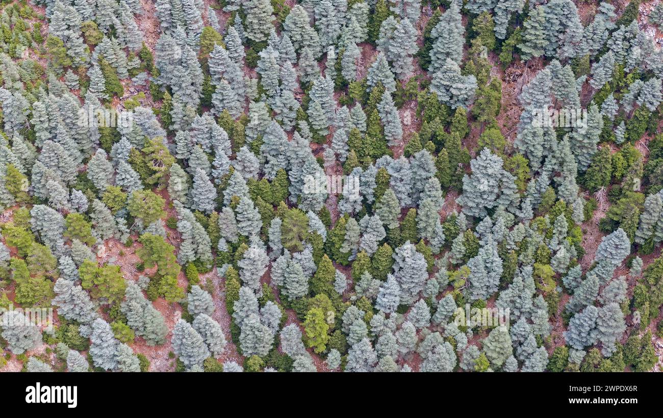 Blick aus der Vogelperspektive auf Zedern und Kiefern. Stockfoto