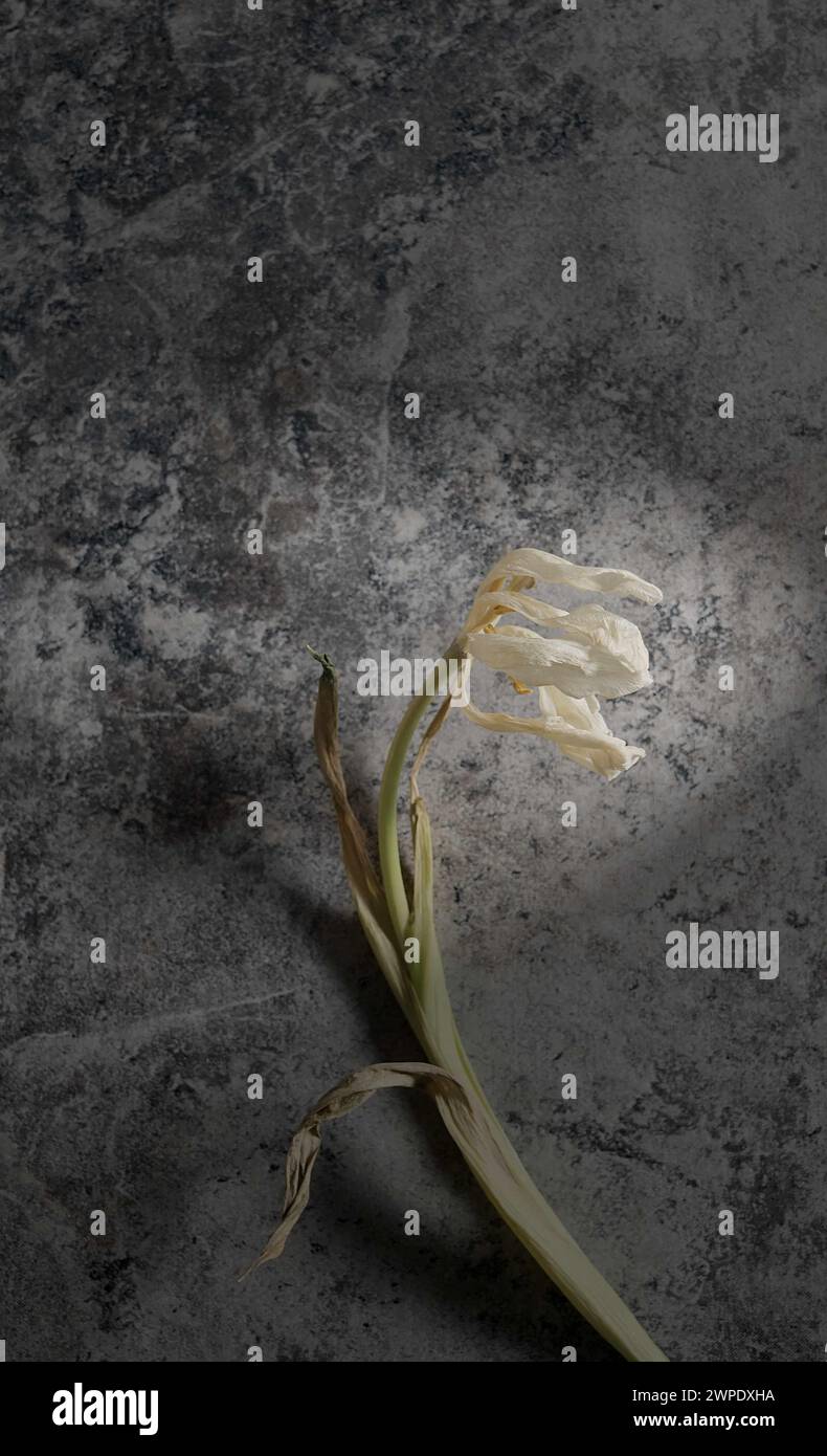 Eine weiße Blume mit einigen losen Blütenblättern, die auf einem gemusterten Hintergrund liegen, Bucheinband-Stil. Stockfoto