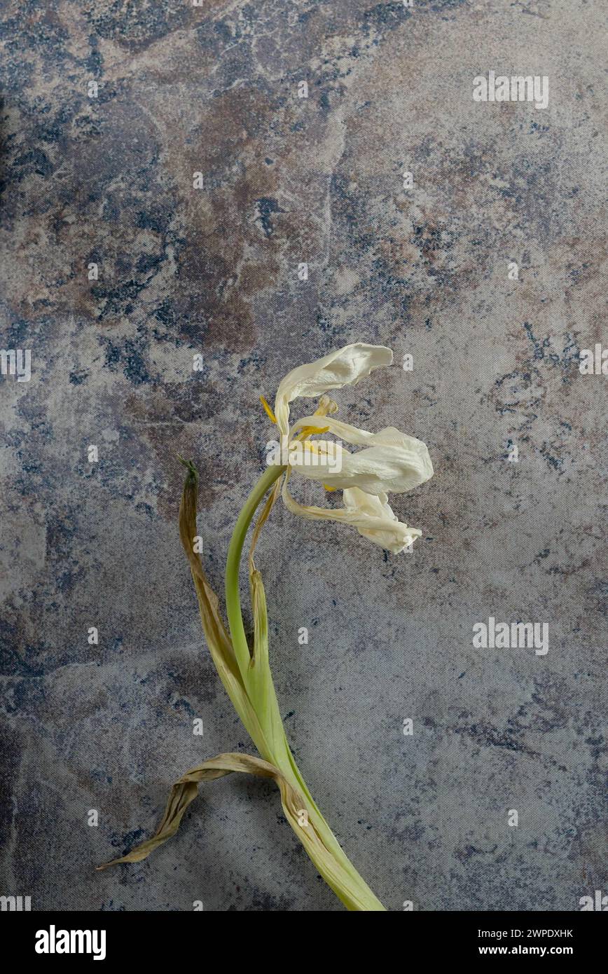 Eine weiße Blume mit einigen losen Blütenblättern, die auf einem gemusterten Hintergrund liegen, Bucheinband-Stil. Stockfoto