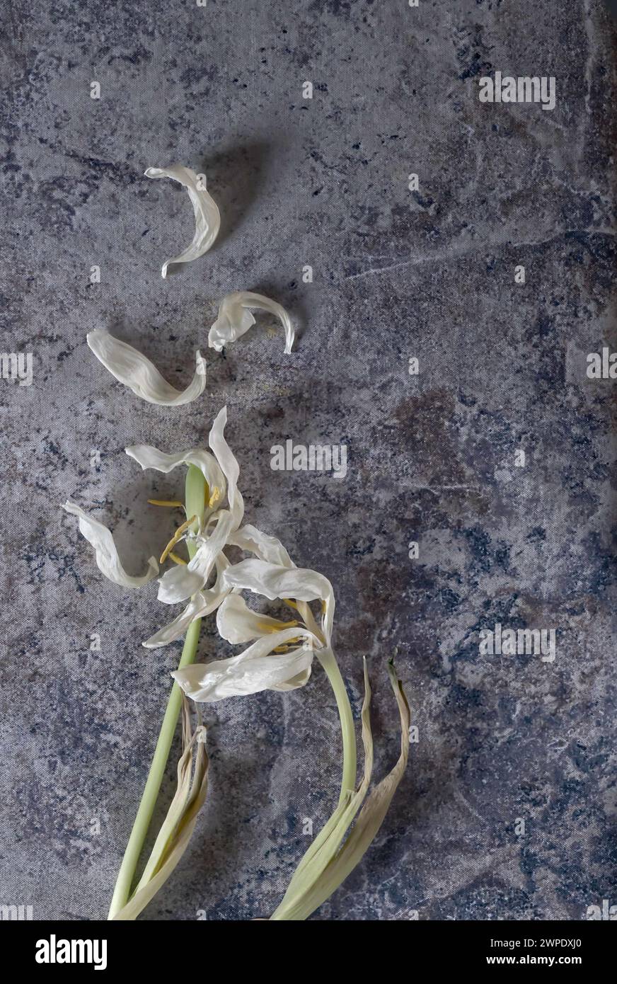 Eine weiße Blume mit einigen losen Blütenblättern, die auf einem gemusterten Hintergrund liegen, Bucheinband-Stil. Stockfoto