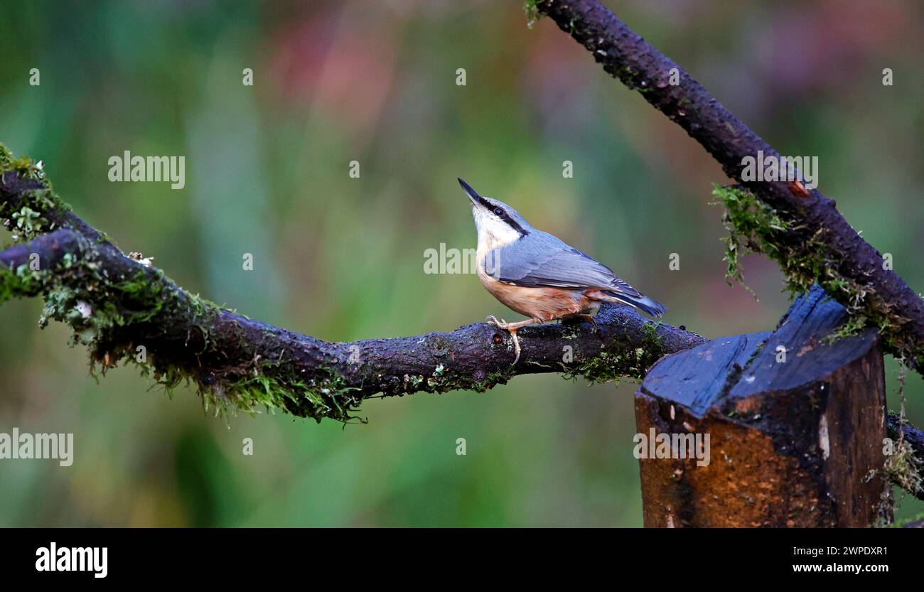 Nuthatches posieren in den Bäumen Stockfoto