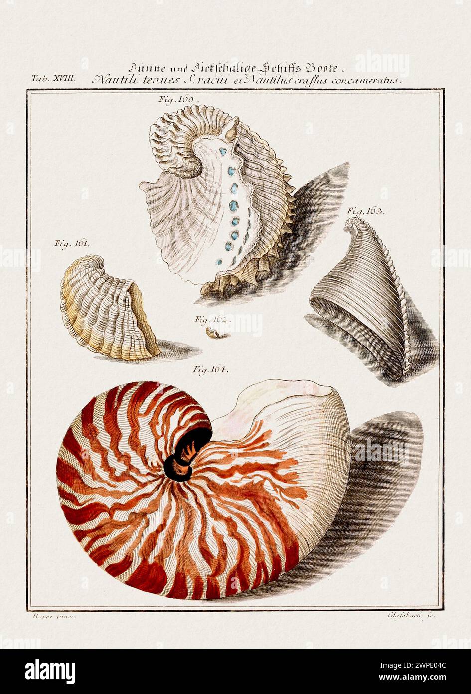 Illustration aus Vintage Muscheln. Deutsche zoologische Kunst aus dem 18. Jahrhundert. Stockfoto