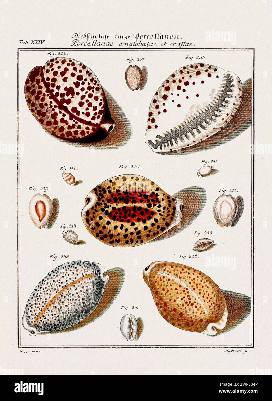 Illustration aus Vintage Muscheln. Deutsche zoologische Kunst aus dem 18. Jahrhundert. Stockfoto