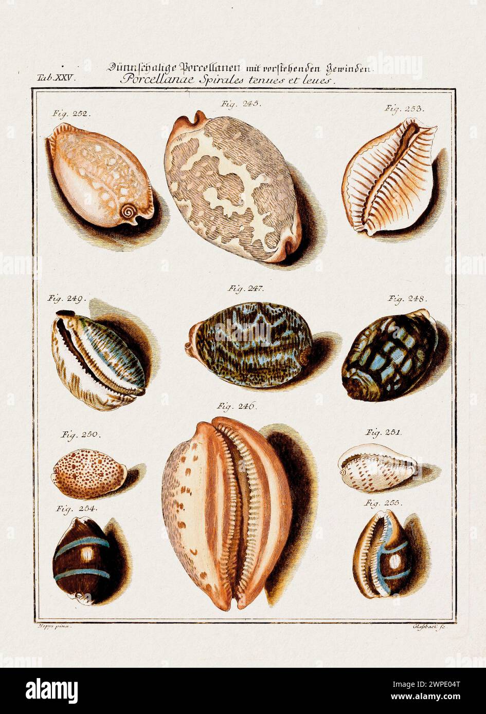 Illustration aus Vintage Muscheln. Deutsche zoologische Kunst aus dem 18. Jahrhundert. Stockfoto