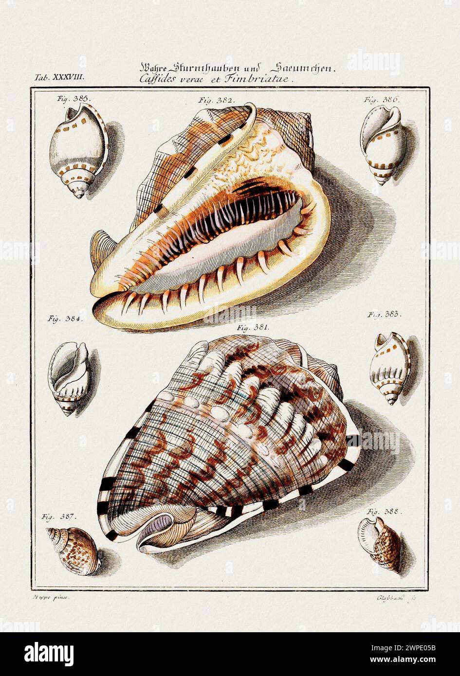 Illustration aus Vintage Muscheln. Deutsche zoologische Kunst aus dem 18. Jahrhundert. Stockfoto