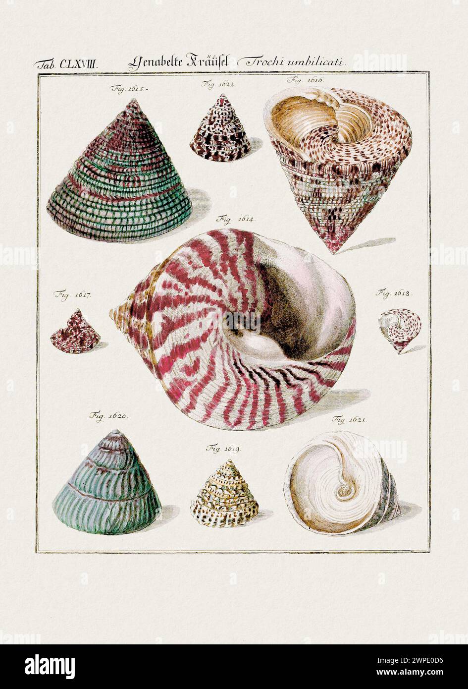 Illustration aus Vintage Muscheln. Deutsche zoologische Kunst aus dem 18. Jahrhundert. Stockfoto