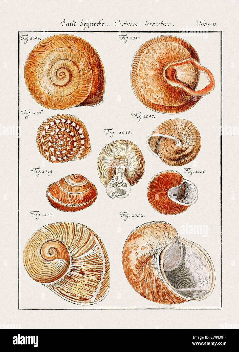 Illustration aus Vintage Muscheln. Deutsche zoologische Kunst aus dem 18. Jahrhundert. Stockfoto