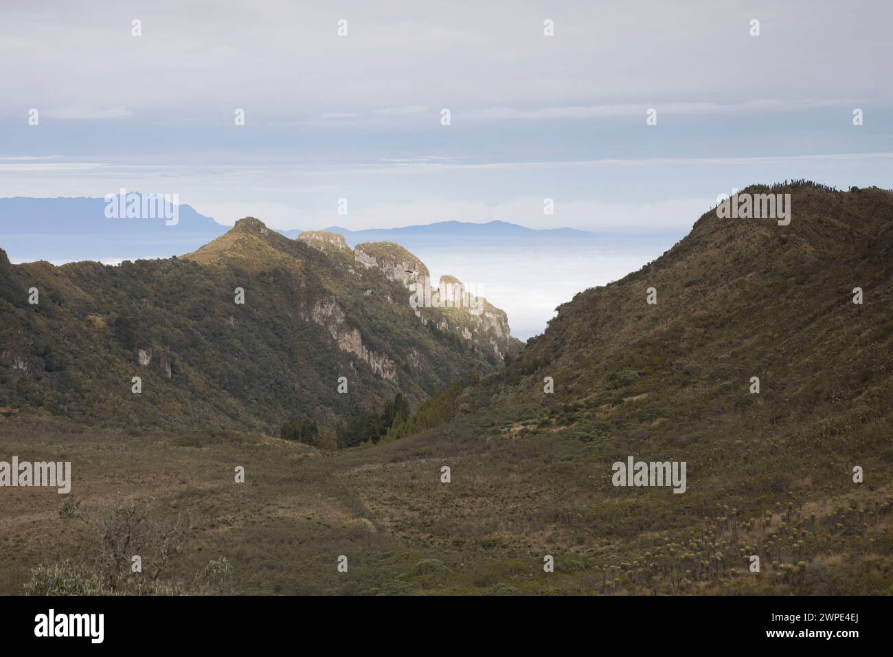 Paramo Habitat in Kolumbien Südamerika Stockfoto