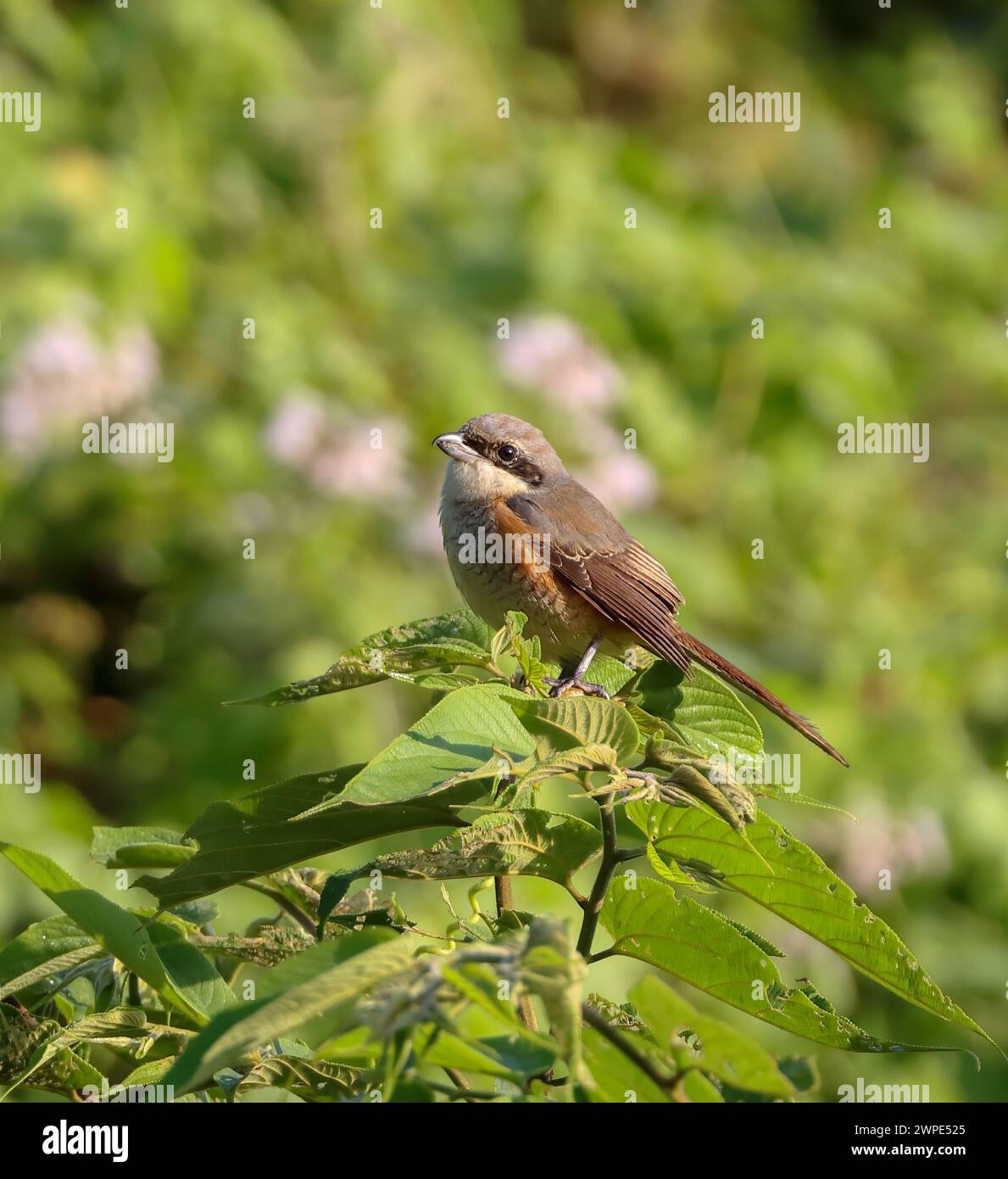 Brown Shrike ist ein Vogel aus der Familie der Shrike, der vor allem in Asien vorkommt. Stockfoto