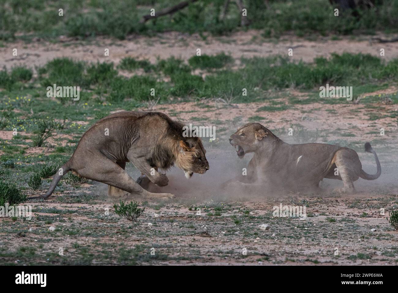 Der männliche Sub-Erwachsene greift die Mutter an AFRIKA-Bilder zeigen den Kampf einer trotzigen Löwenmutter, um ihre Jungen vor einem Angriff von an zu schützen Stockfoto