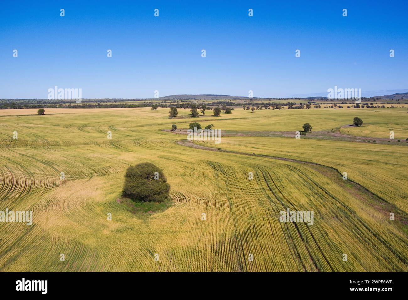 Luftlinie des einsamen Queensland Flaschenbaums umgeben von Weizenfeldern Wallumbilla in der Nähe von Roma Queensland Australien Stockfoto