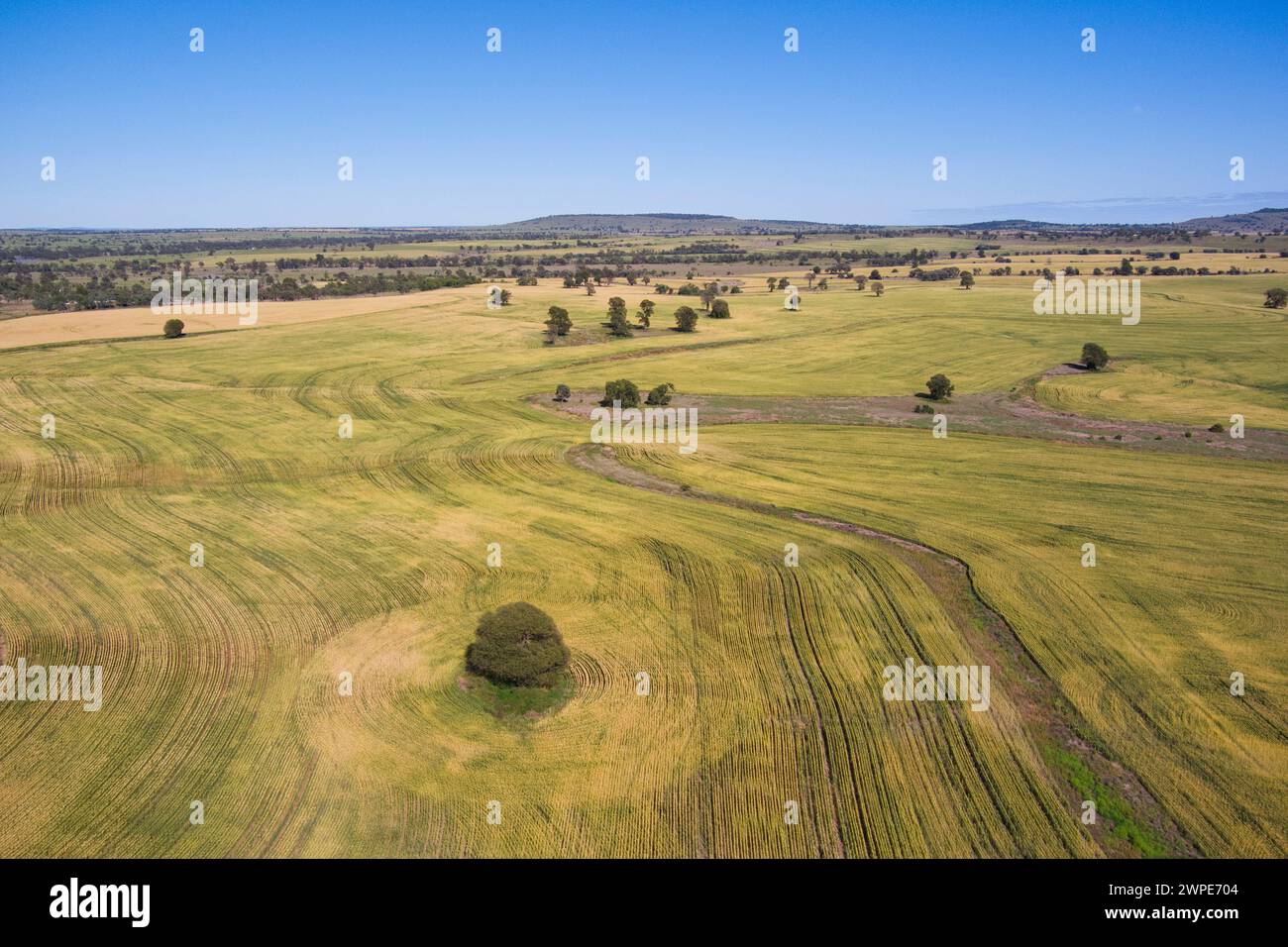 Luftlinie des einsamen Queensland Flaschenbaums umgeben von Weizenfeldern Wallumbilla in der Nähe von Roma Queensland Australien Stockfoto