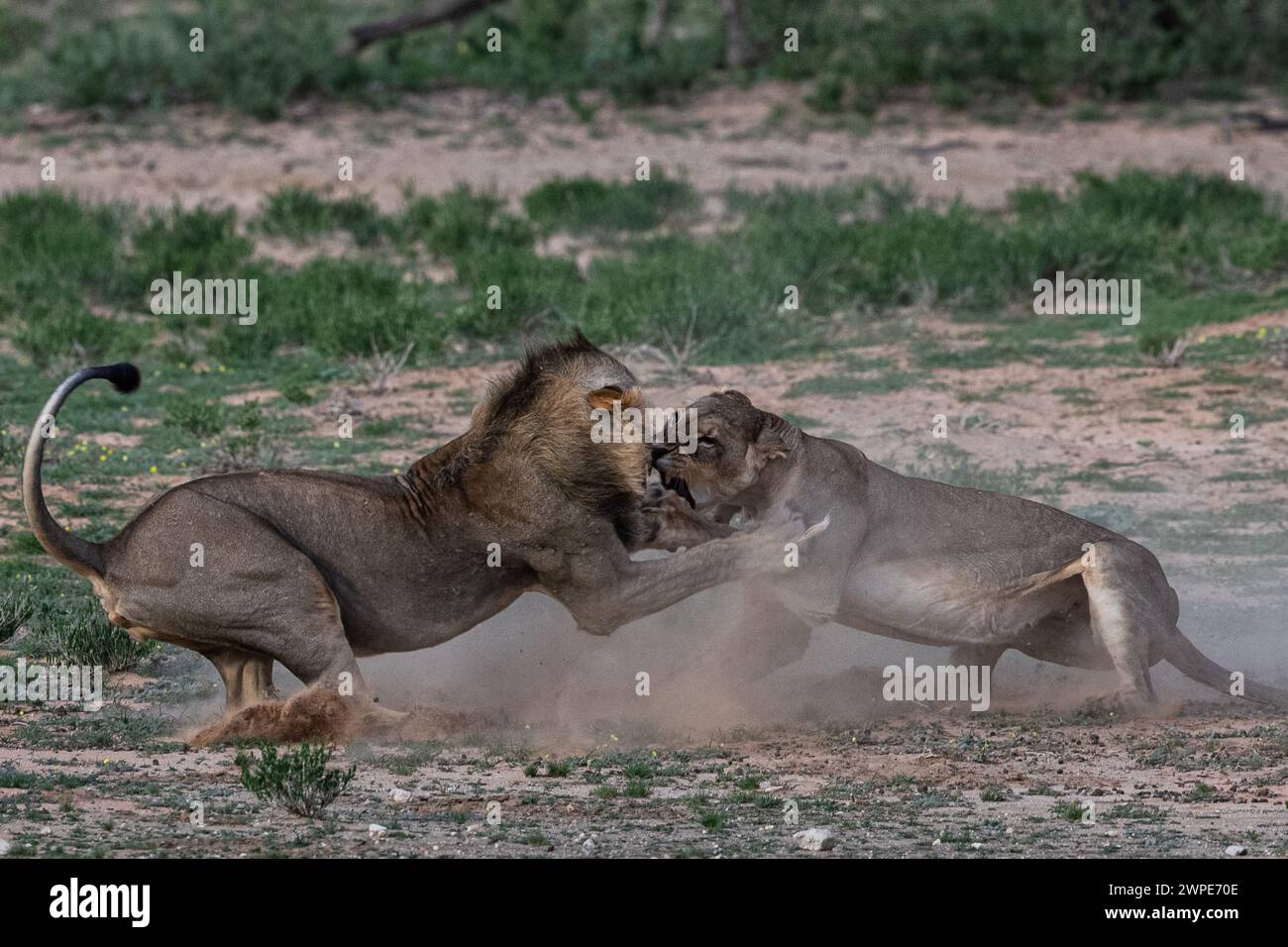 Die Mutter versucht ihr Bestes, den Löwen von ihren Jungen fernzuhalten AFRIKA HERZZERREISSENDE Bilder zeigen den Kampf einer trotzigen Mutter Löwin, um sie zu beschützen Stockfoto