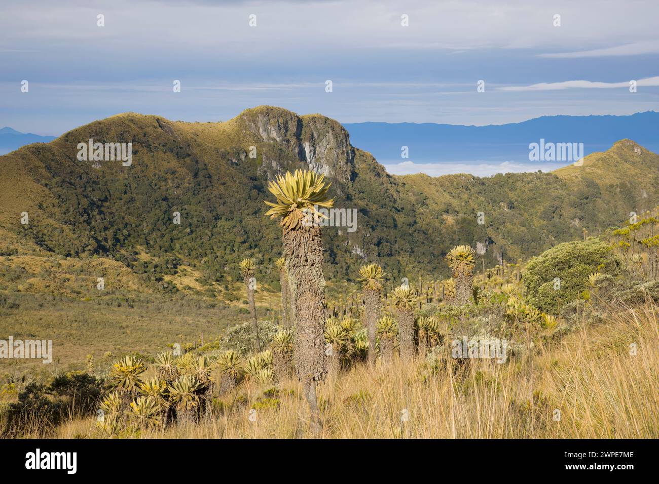 Espeletia-Pflanzen im Paramo in Kolumbien Südamerika Stockfoto