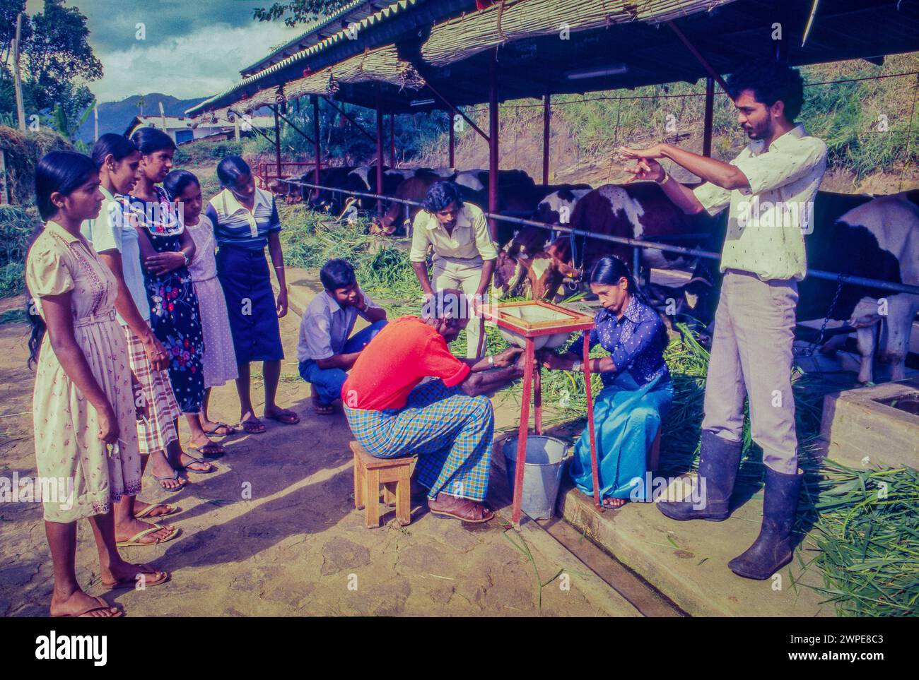 Sri Lanka, Kandy, beim National Livestock Development Board besuchen afrikanische Studenten eine Ausbildung zum Kuhmelken auf der Farm. Ein künstliches Euter Stockfoto