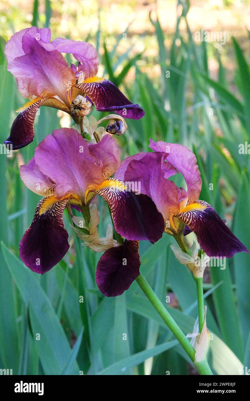 Iris wächst im Garten. Violette oder violette Pflanze. Er wird wegen seiner auffälligen Blumen angebaut. Gartenarbeit. Vertikale Ansicht. Stockfoto