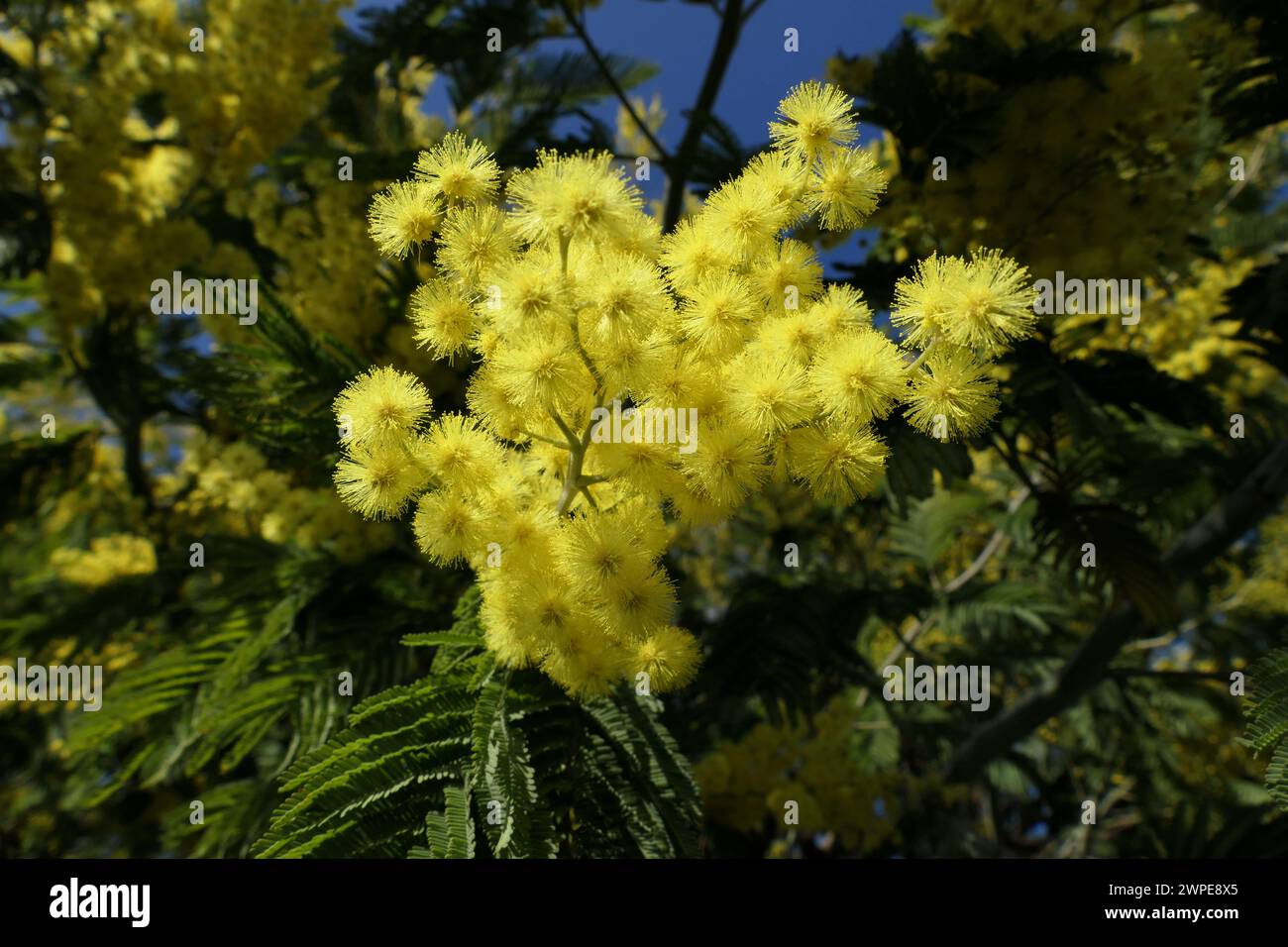 Mimosa flowers Fotos und Bildmaterial in hoher Auflösung Alamy