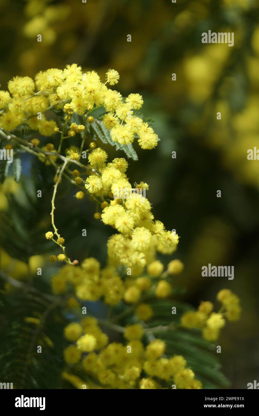 Mimosa flowers Fotos und Bildmaterial in hoher Auflösung Alamy