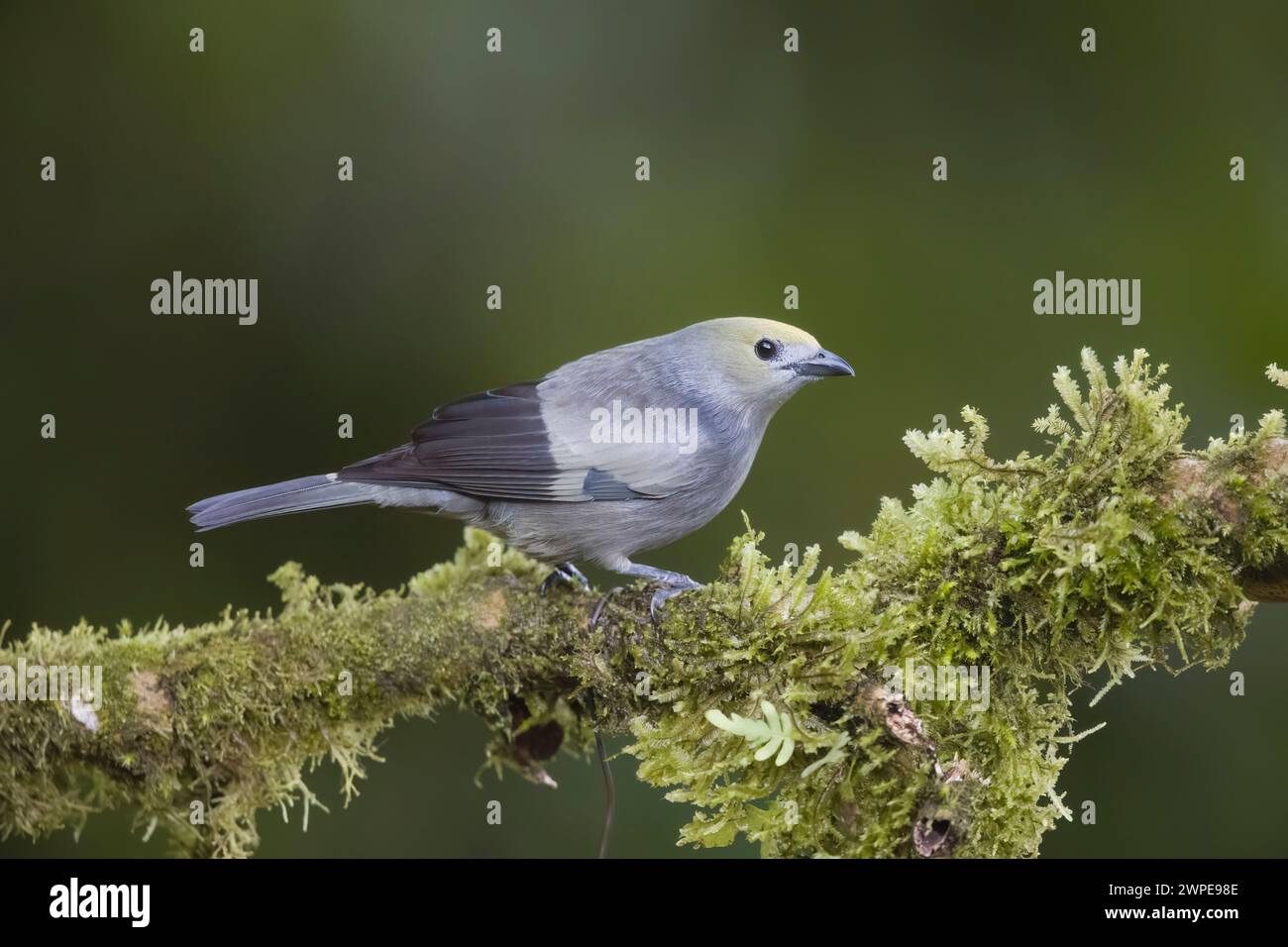 Palmtanager in Kolumbien Südamerika Stockfoto