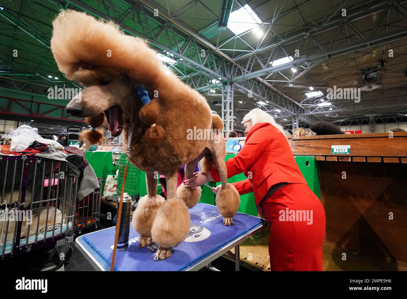 Ein Standard Poodle wird vom Besitzer am ersten Tag der Crufts Dog Show im National Exhibition Centre (NEC) in Birmingham gepflegt. Bilddatum: Donnerstag, 7. März 2024. Stockfoto