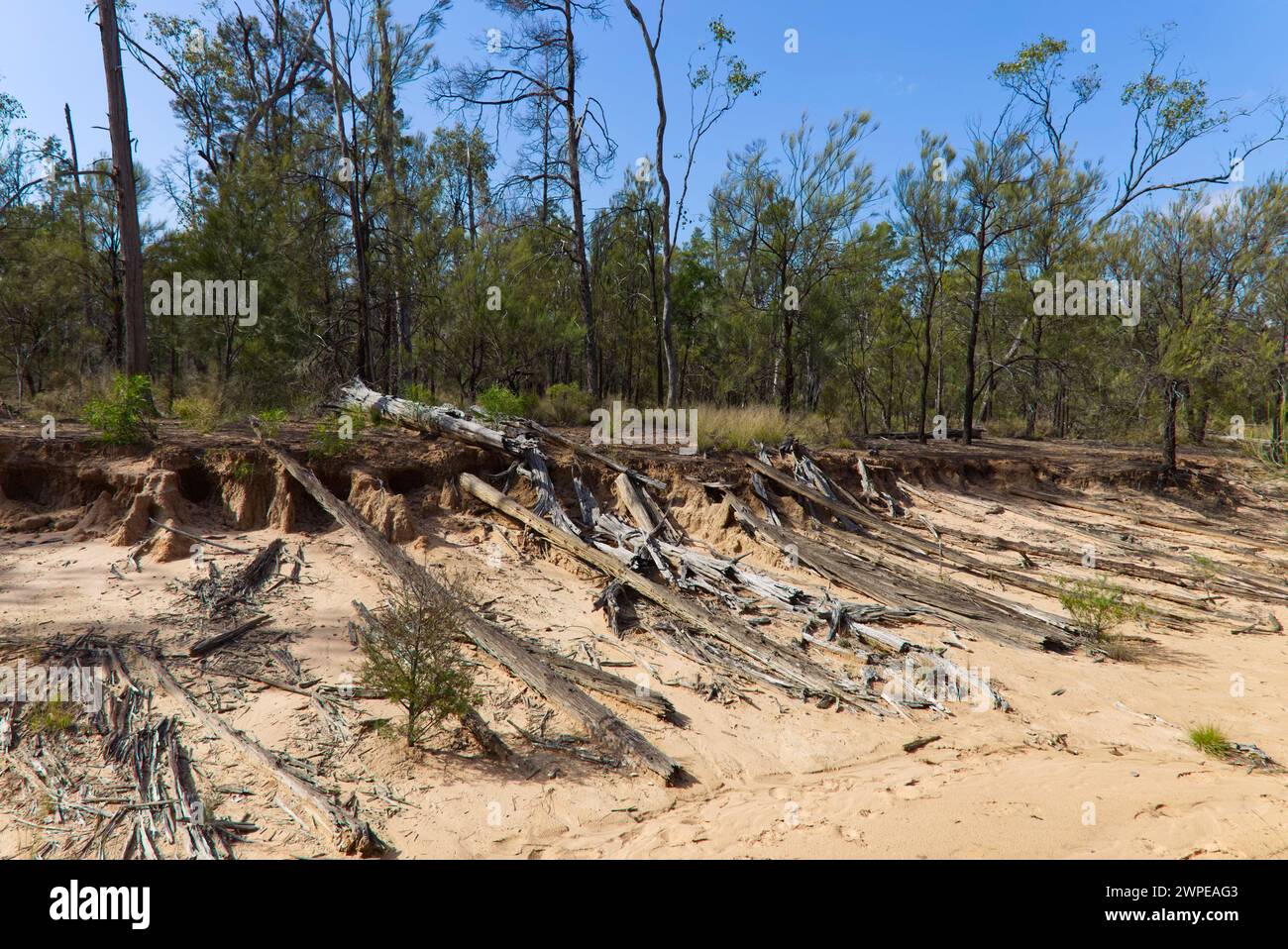 Cord kurze Holzlängen, die als Basis für Cobb & Co Stage Coach Yuleba Queensland Australia geschnitten wurden Stockfoto