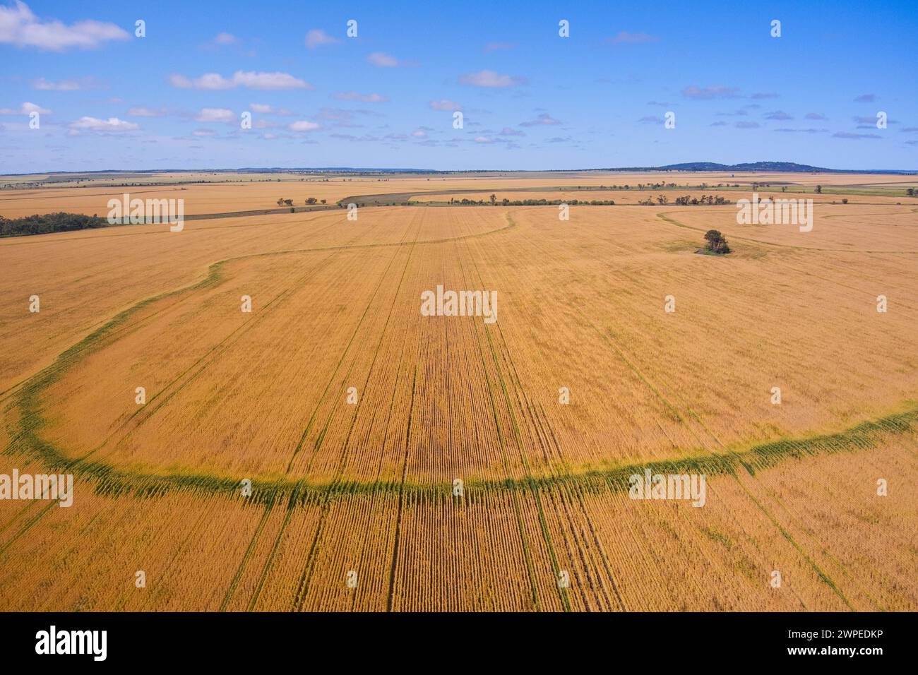 Aerial von Weizenfeldern fast bereit für die Ernte Muckadilla Queensland Australien Stockfoto